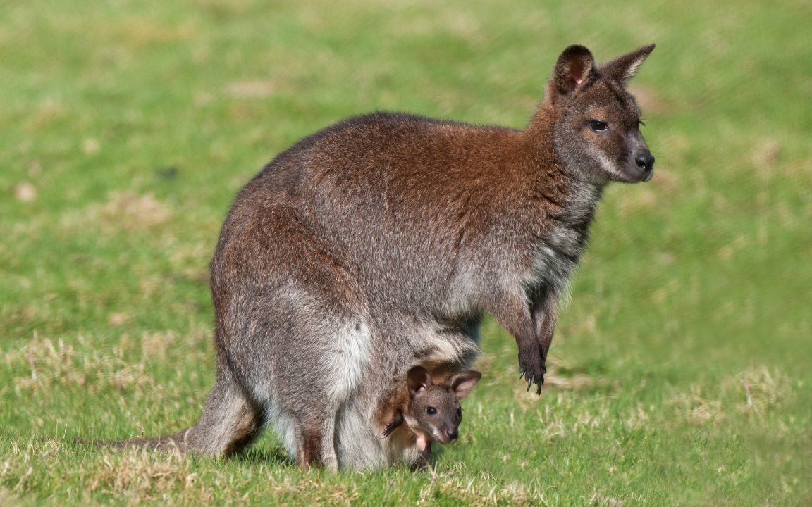 Kangaroo High Quality