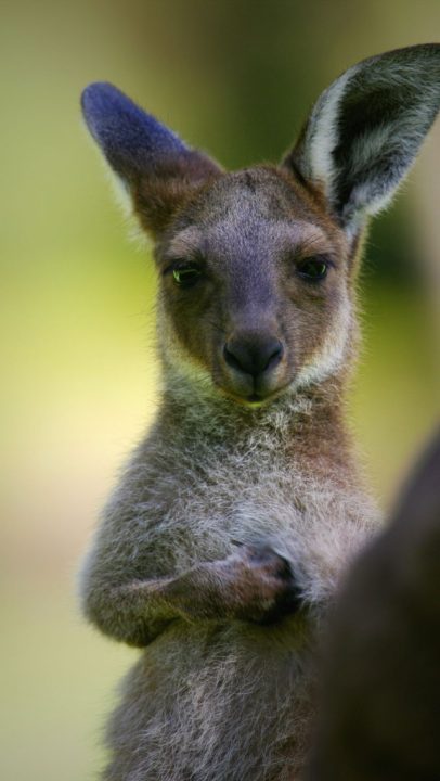 Kangaroo Mobile Wallpapers