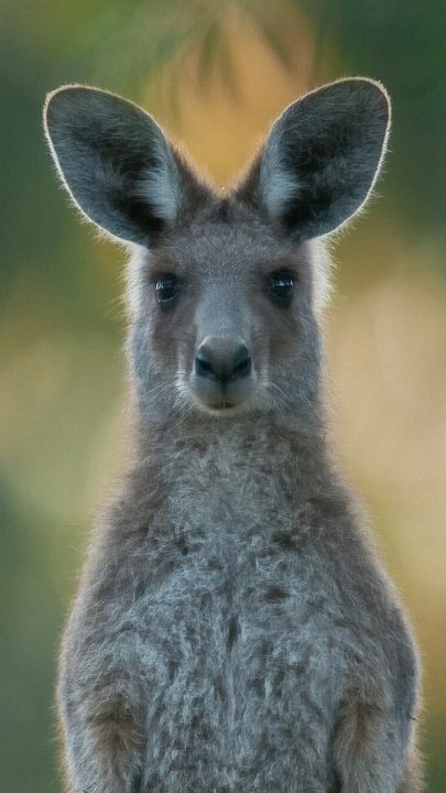 Kangaroo Photos