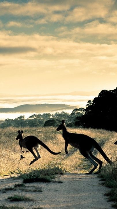 Kangaroo Pics