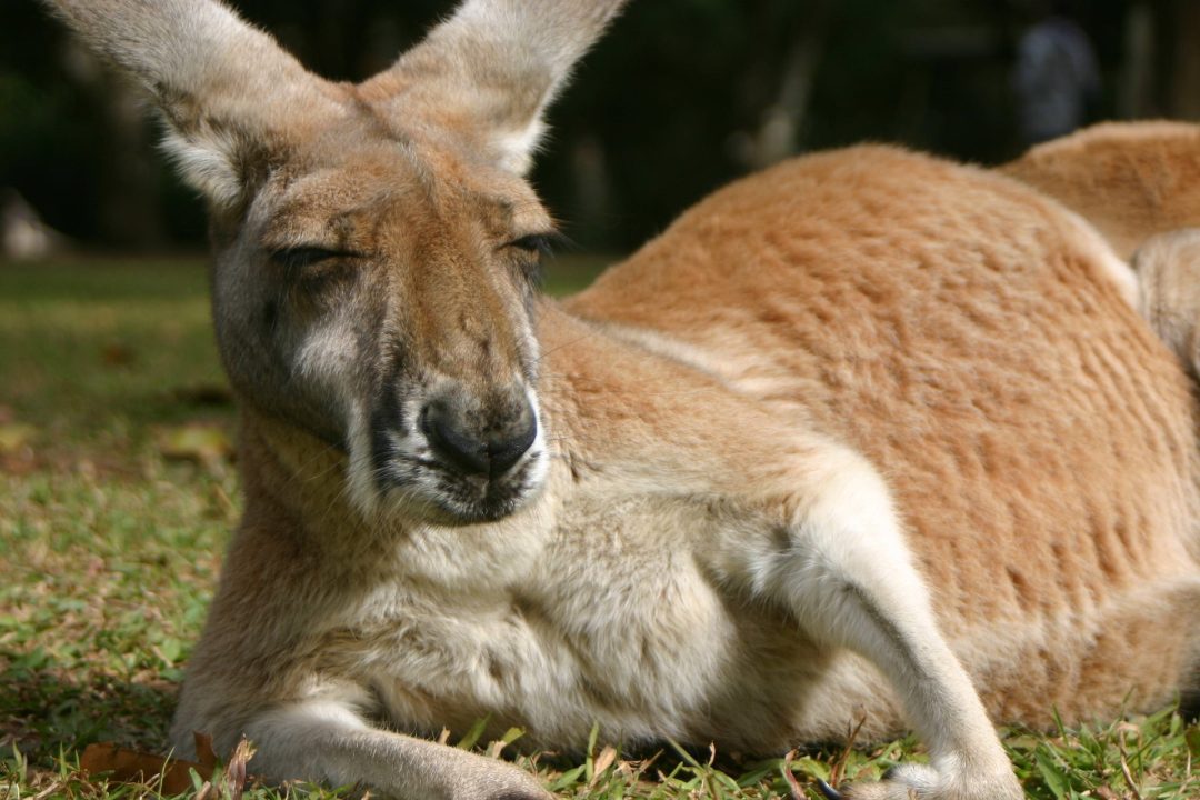 Kangaroo Wallpapers 10