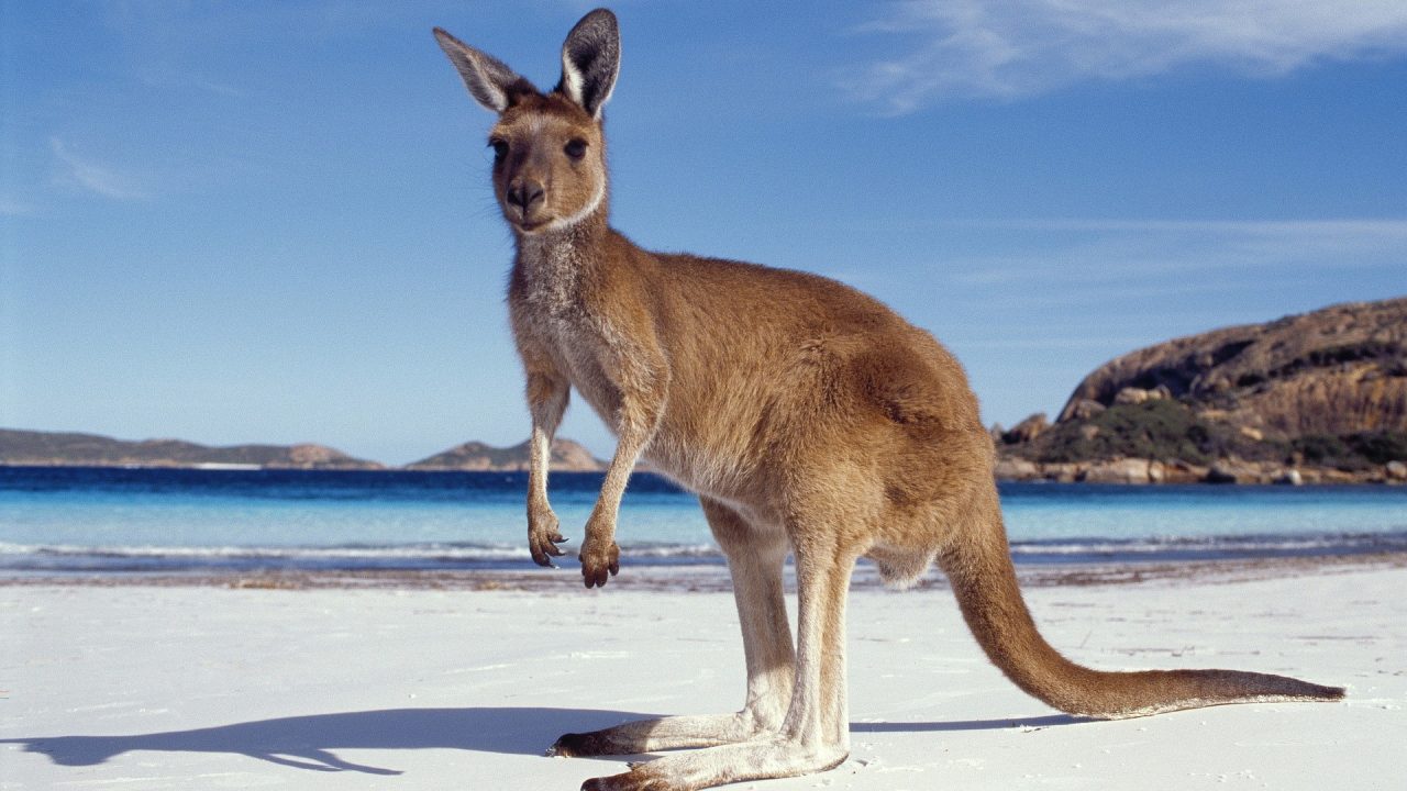 Kangaroo Wallpapers 2