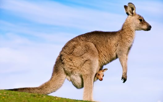 Kangaroo Wallpapers