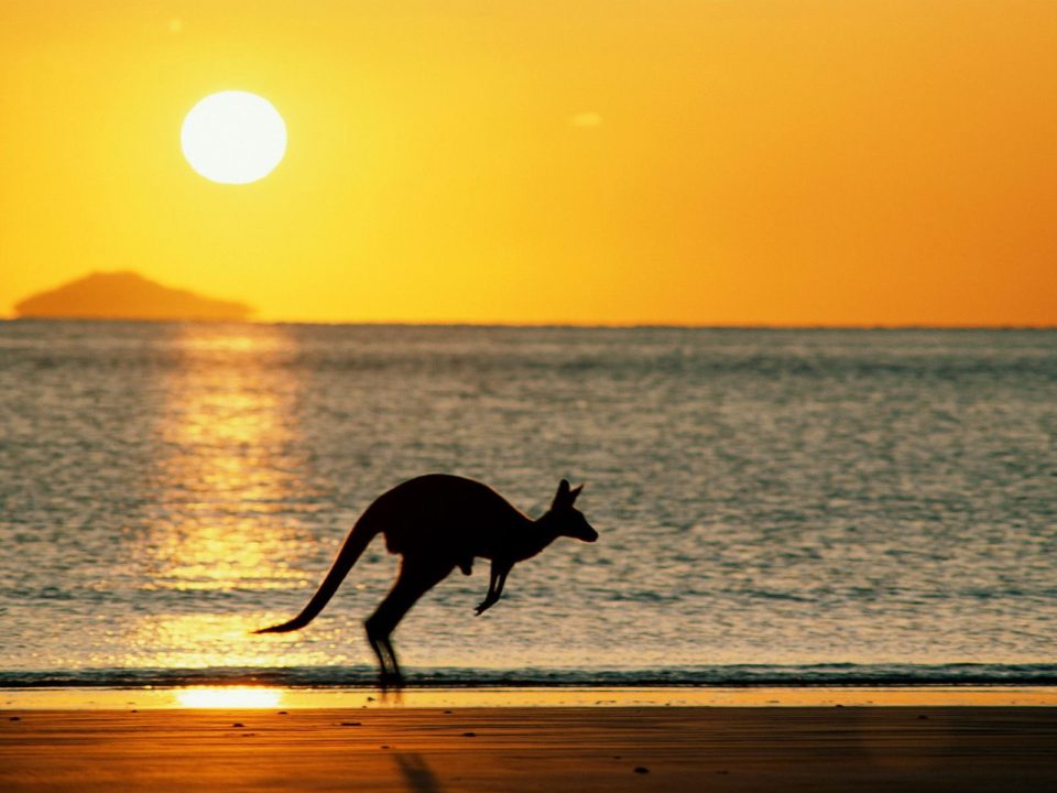 Kangaroo Wallpapers 6