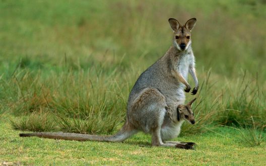 Kangaroo Wallpapers 7