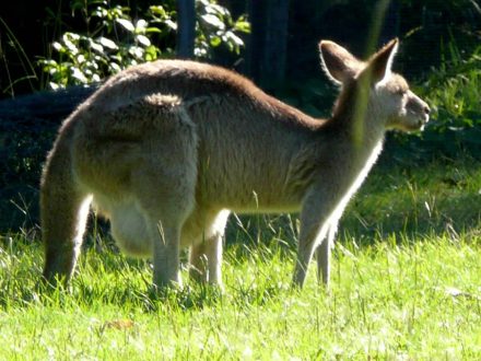 Kangaroo Wallpapers 8