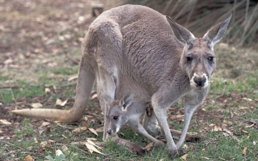 Kangaroo Wallpapers 9