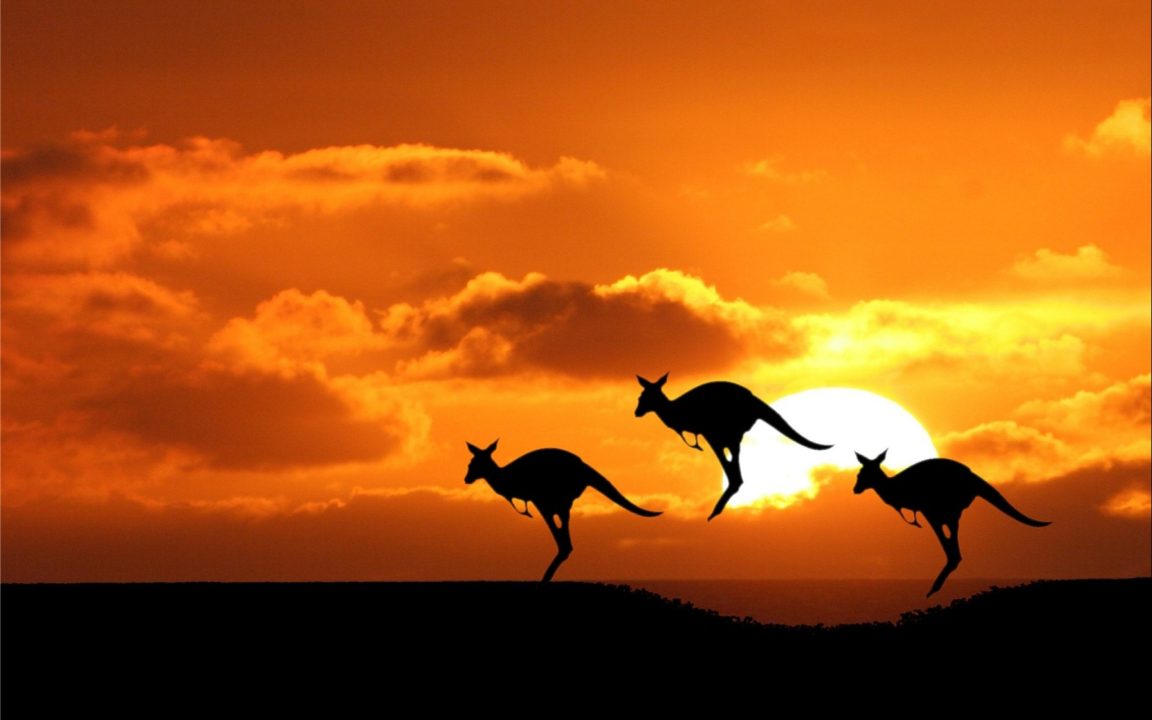 Kangaroo Wallpapers for Laptop