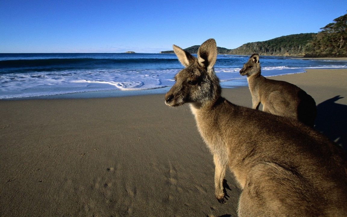 Kangaroo Windows Wallpapers