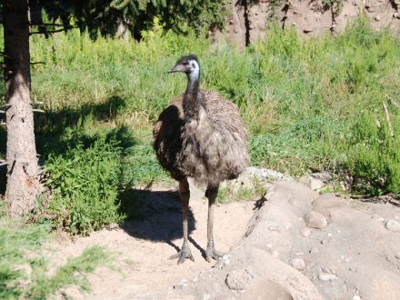 Pictures of Emu