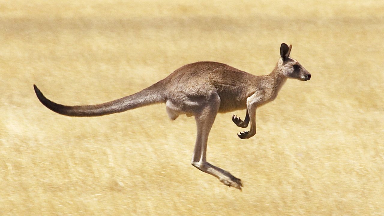 Pictures of Kangaroo