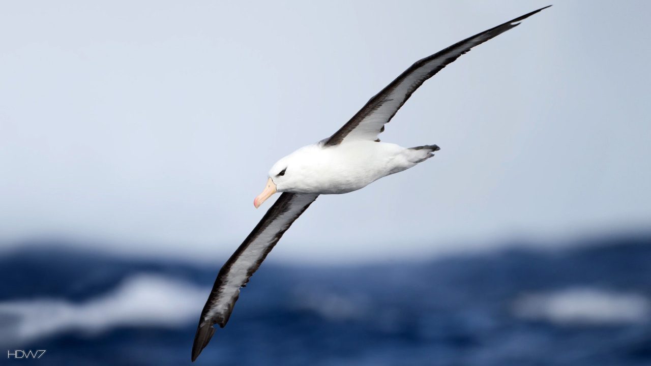 Albatross Background images