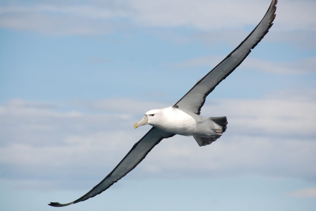 Albatross Desktop
