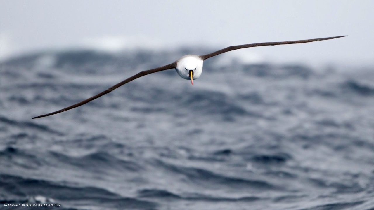 Albatross Photos