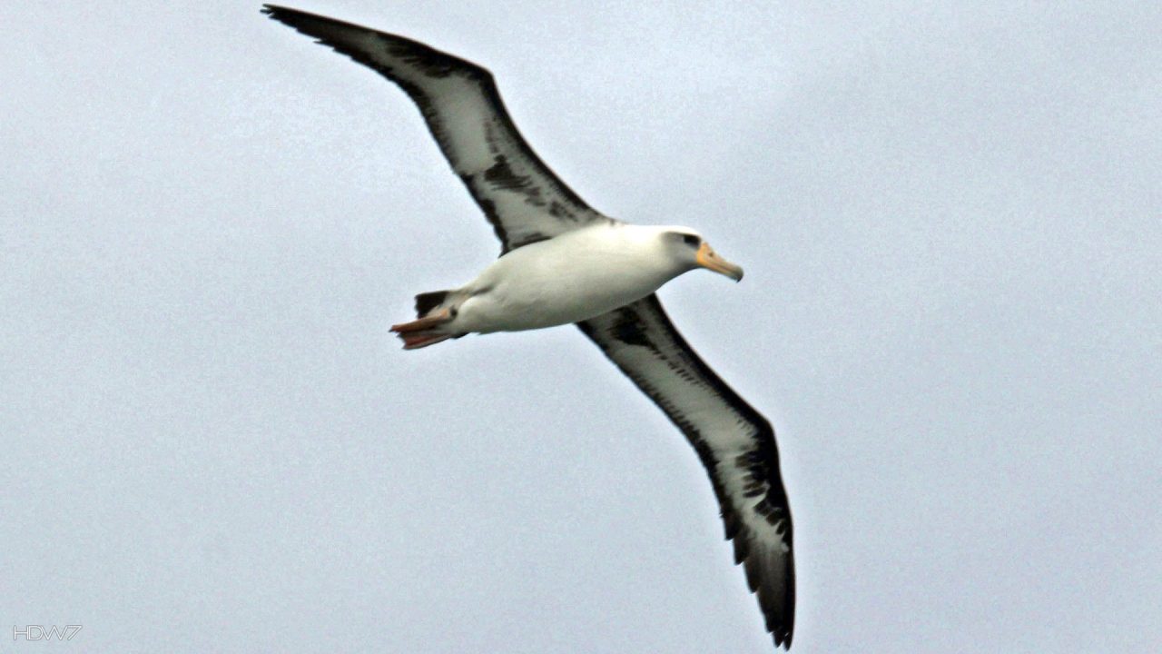 Albatross Pics