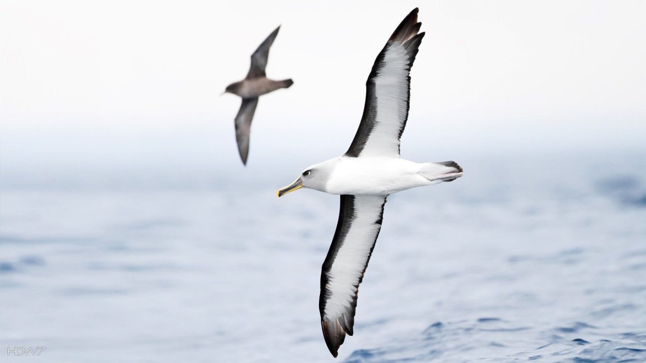 Albatross Pictures