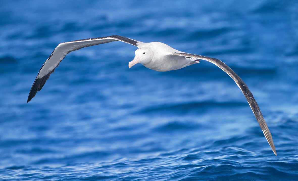 Albatross Windows Wallpapers