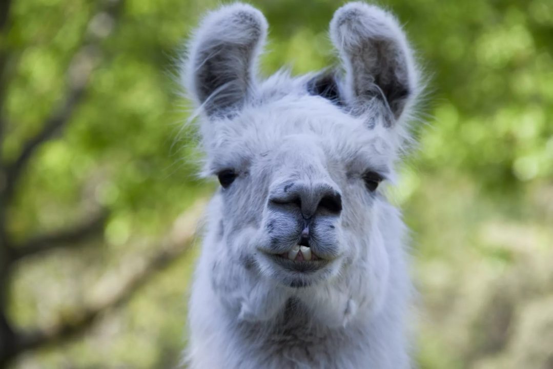 Llama