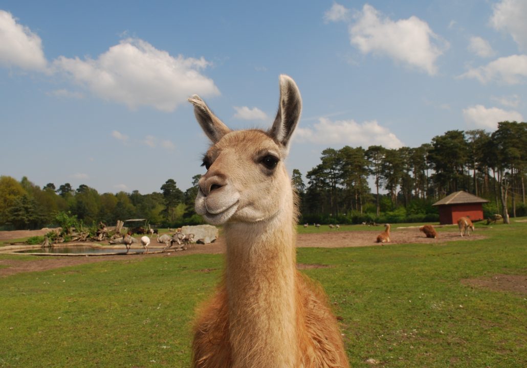 Llama Photos