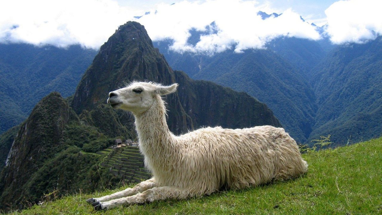 Llama Wallpapers