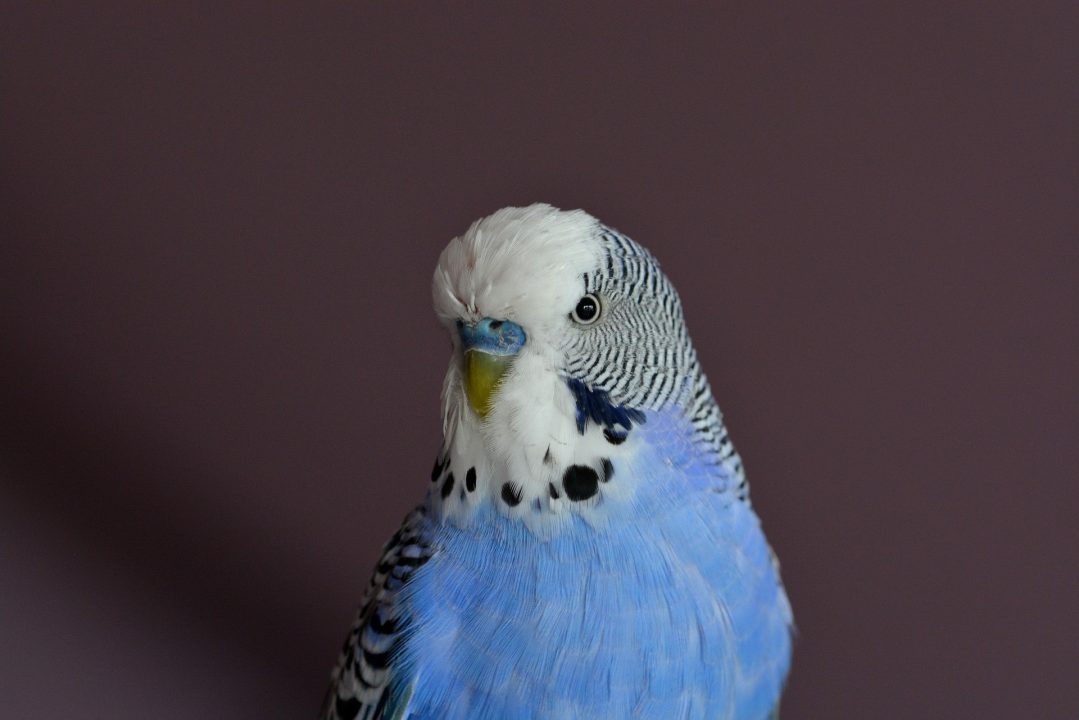 Budgie