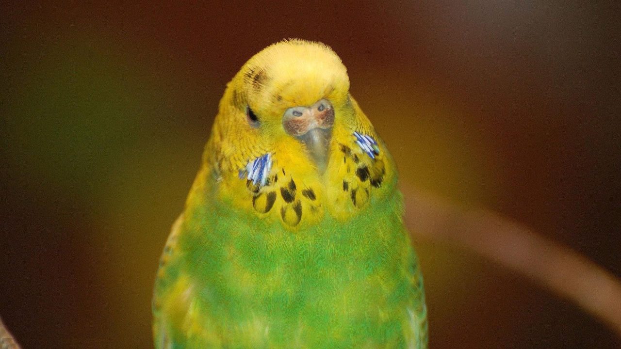 Budgie Desktop Wallpapers