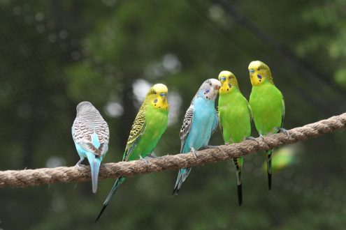 Budgie Gallery