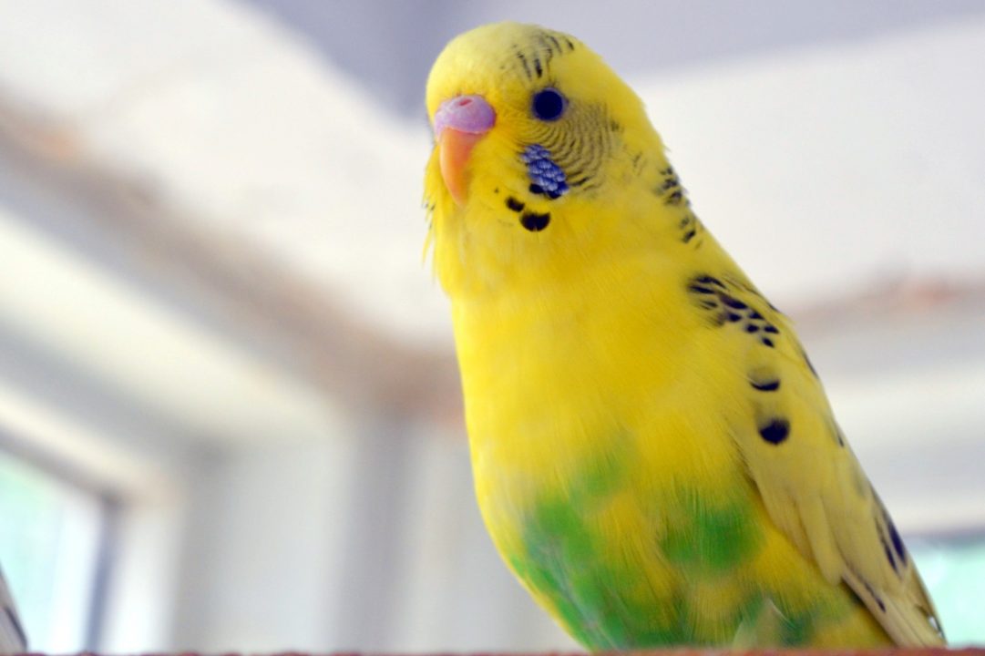 Budgie Pics