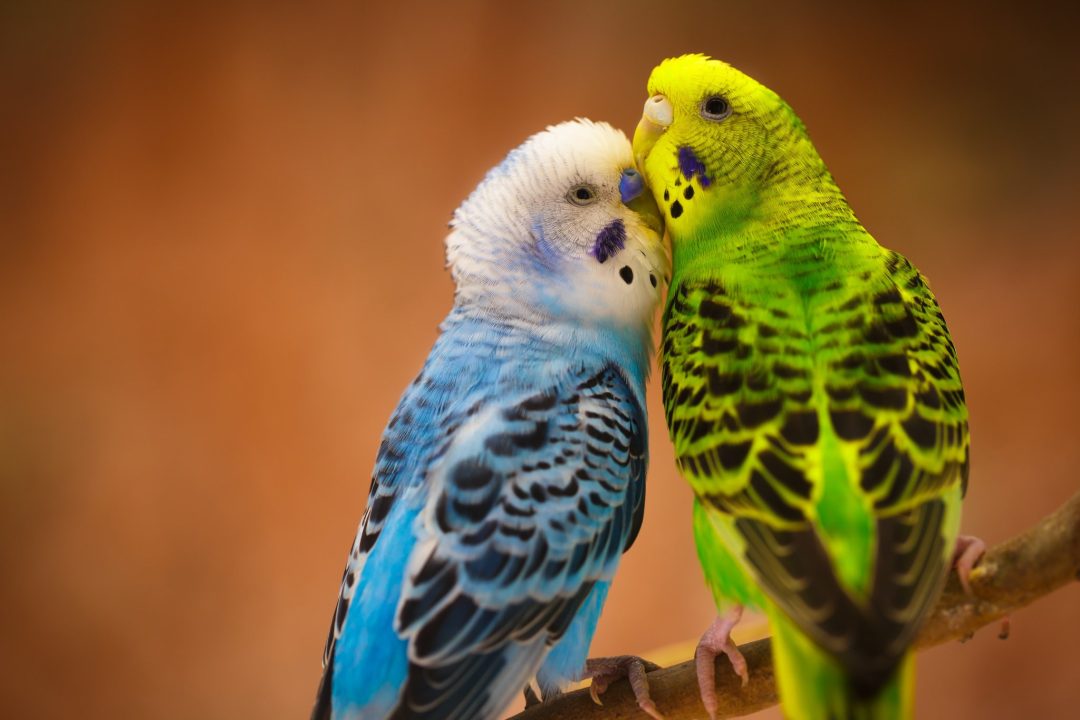 Budgie Wallpapers