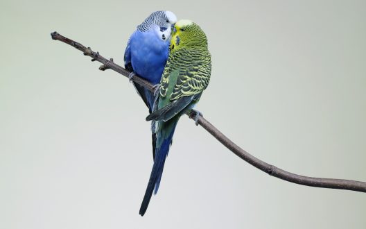 Budgie Wallpapers for Computer