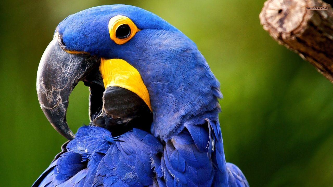 Macaw 4K