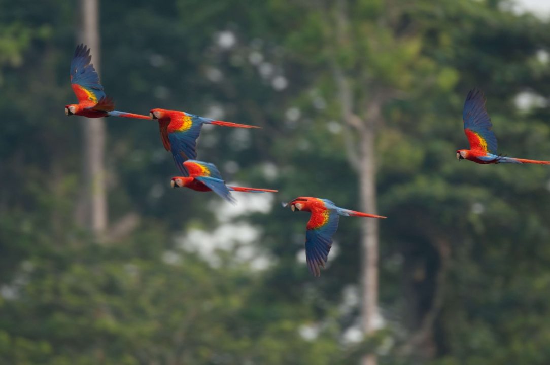 Macaw Background