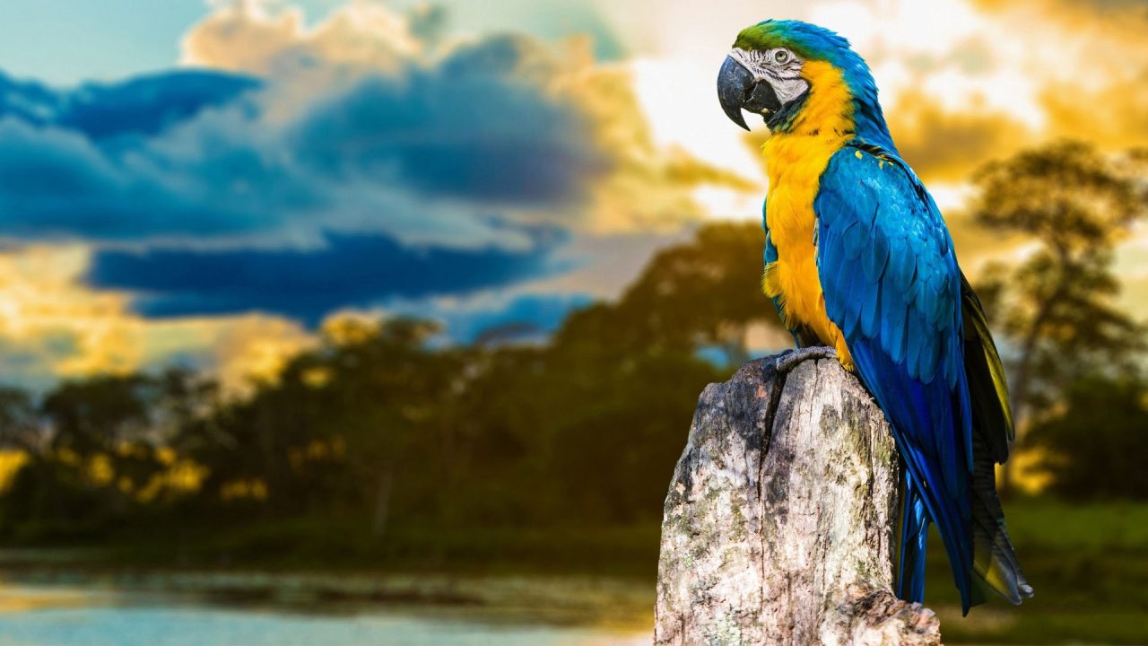 Macaw Background Wallpapers