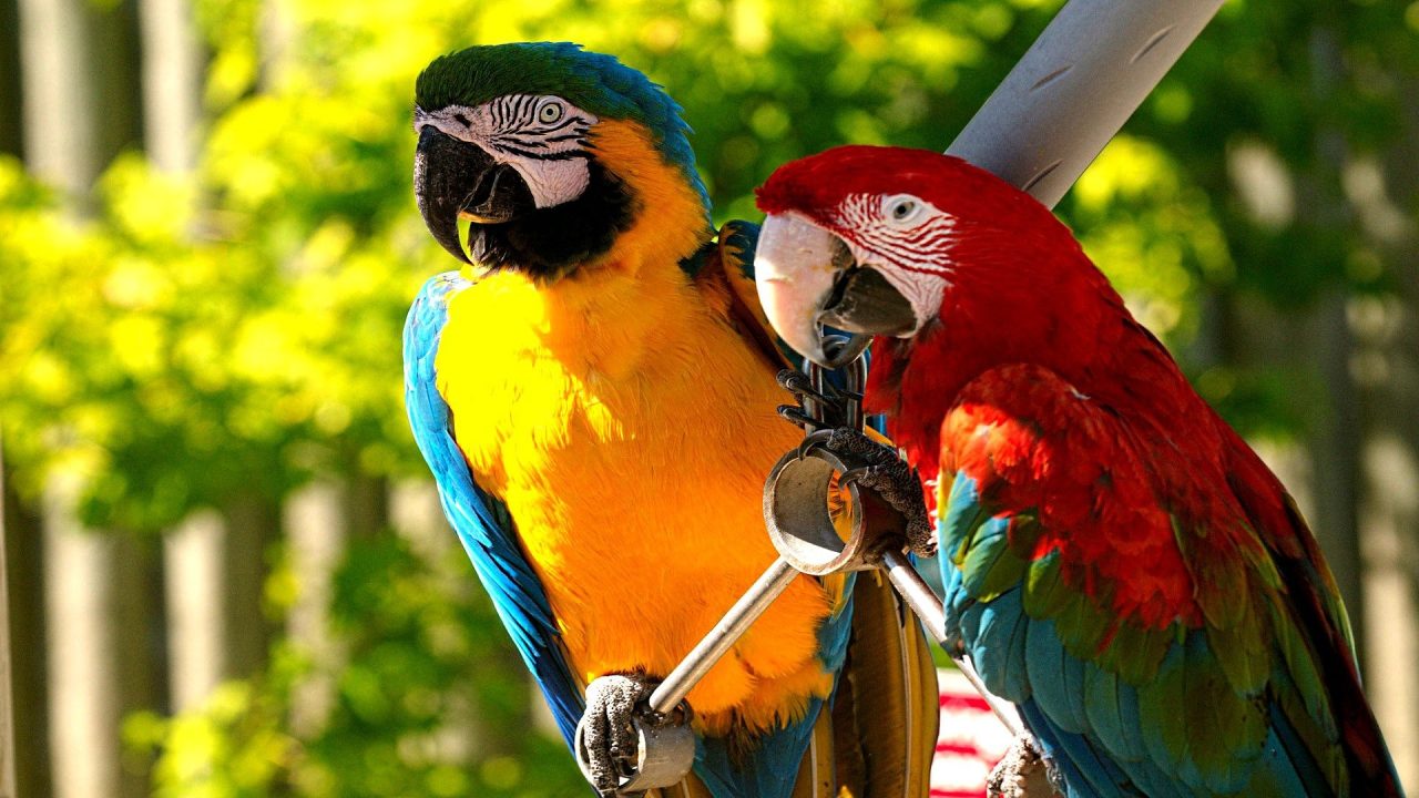 Macaw Desktop images