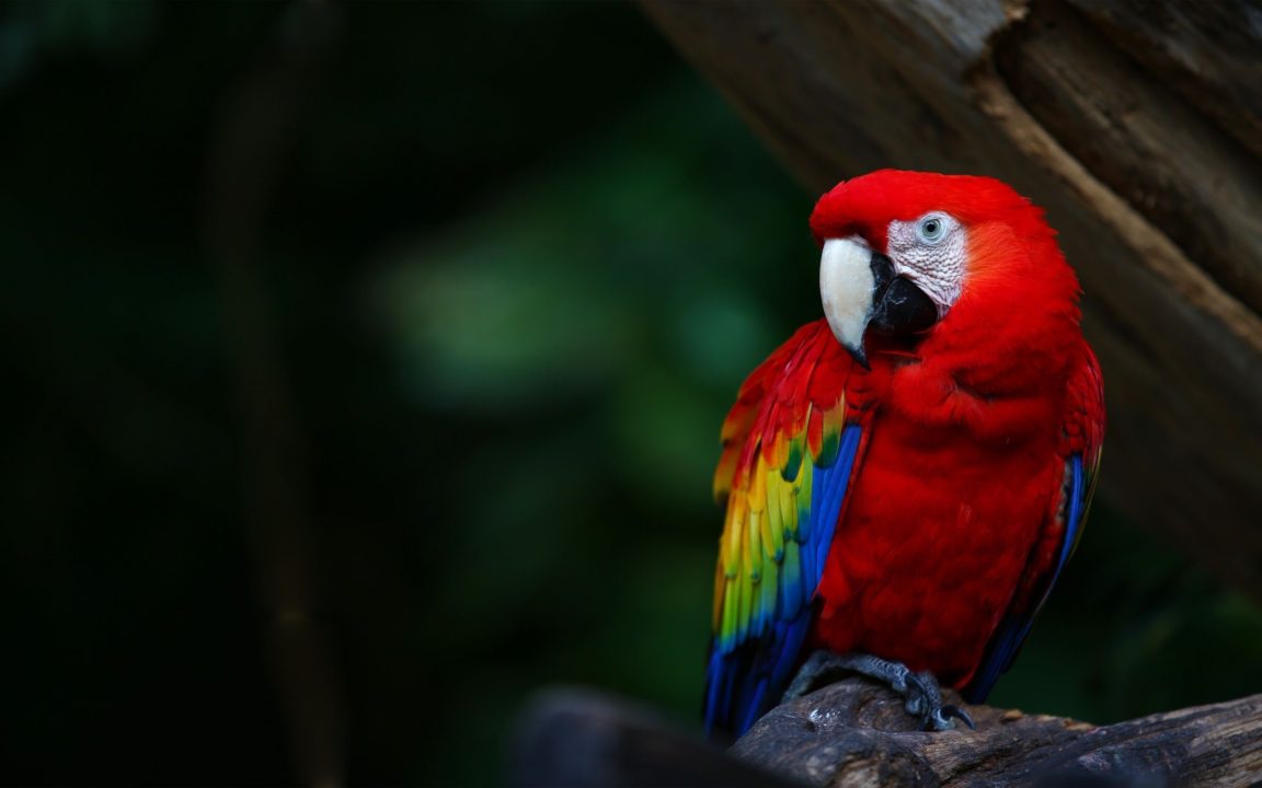 Macaw Free Background images