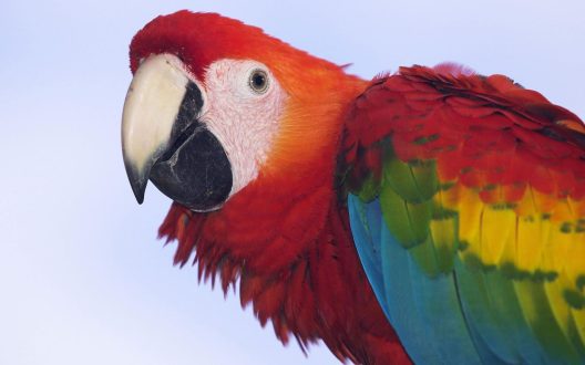 Macaw Free Wallpapers