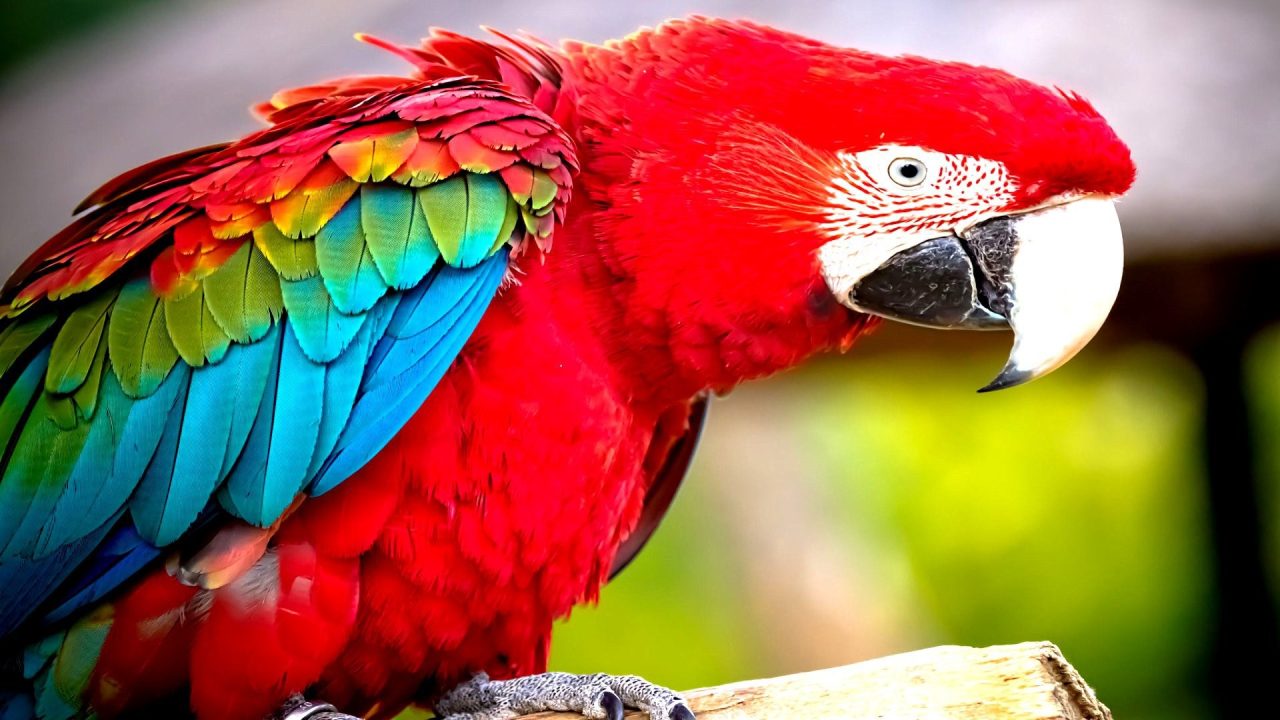Macaw HD
