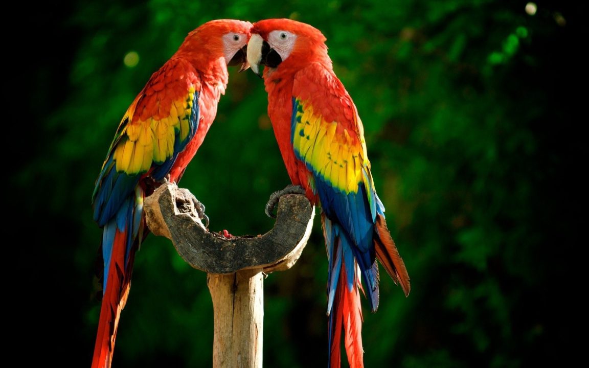 Macaw High Quality Wallpapers