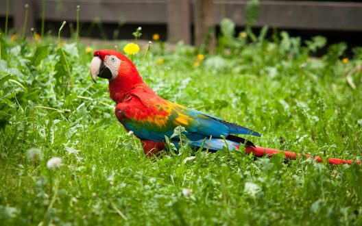 Macaw Laptop Wallpapers