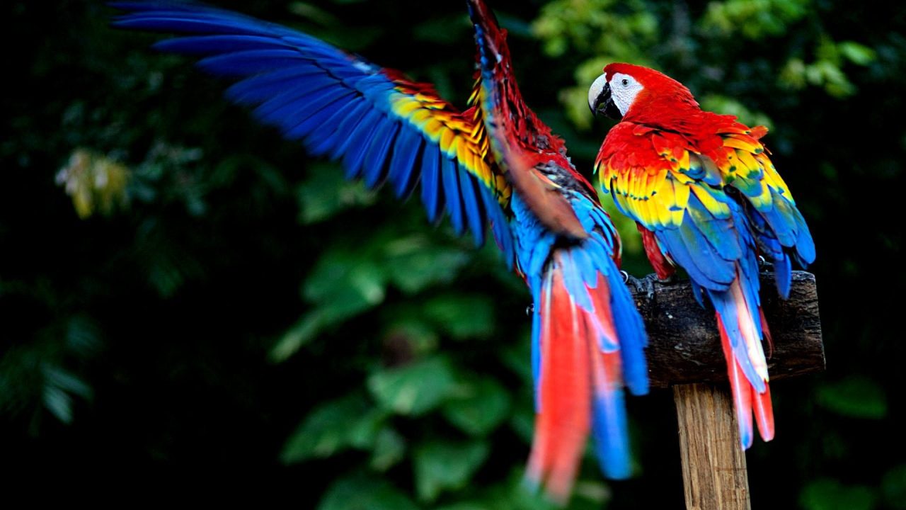 Macaw PC Desktop Wallpapers