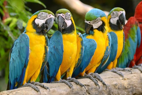 Macaw PC Wallpapers