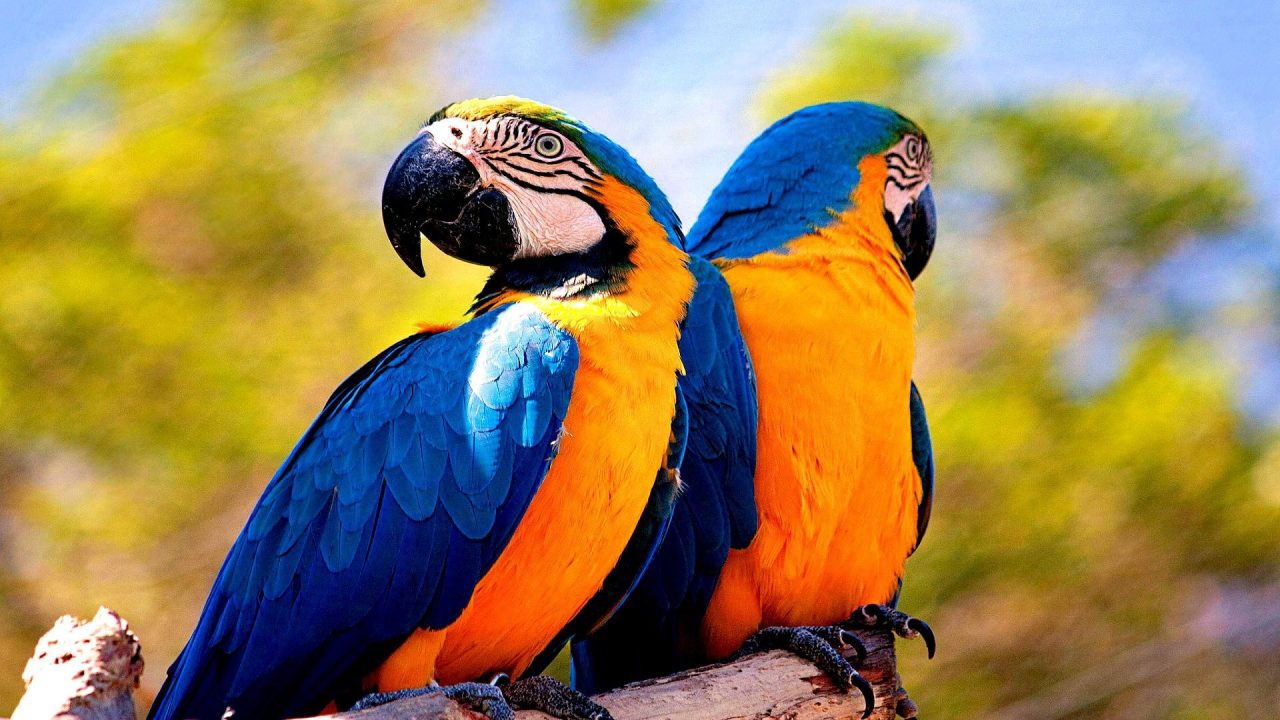 Macaw Photo Gallery