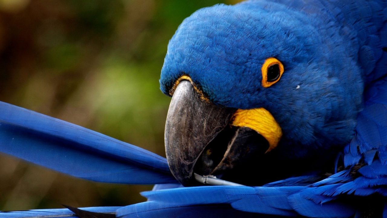 Macaw Pics