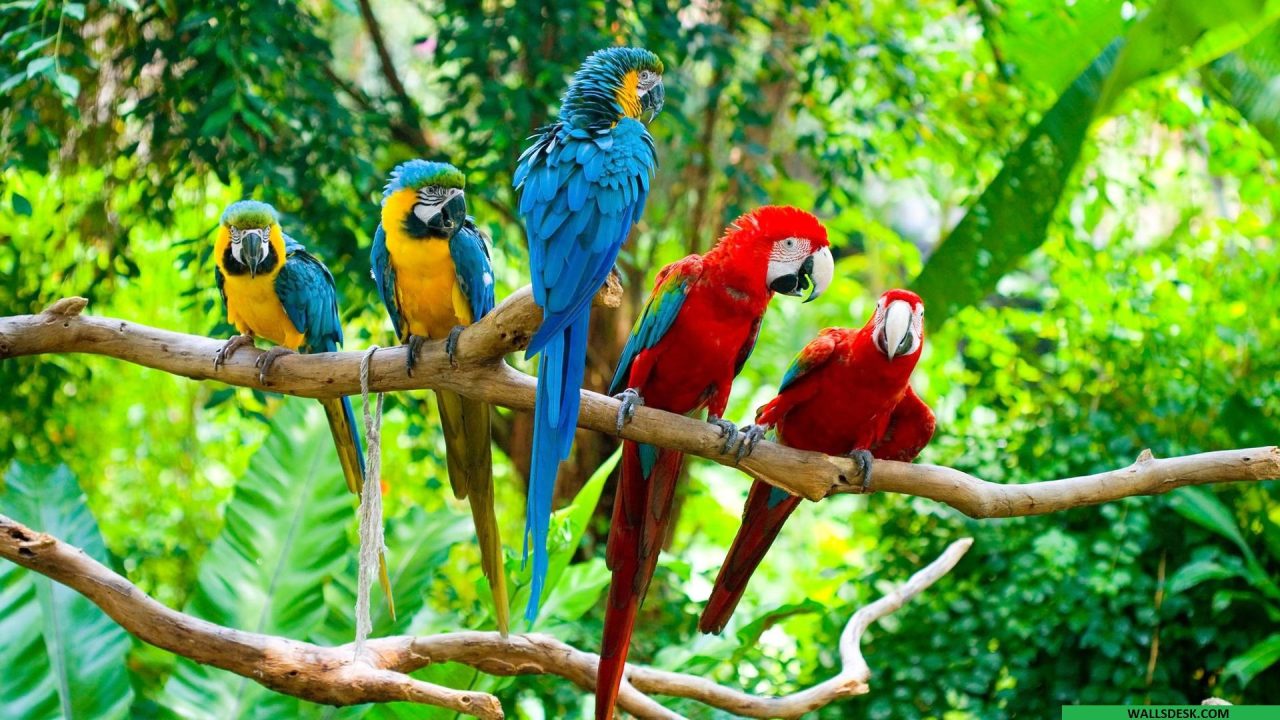 Macaw Pictures