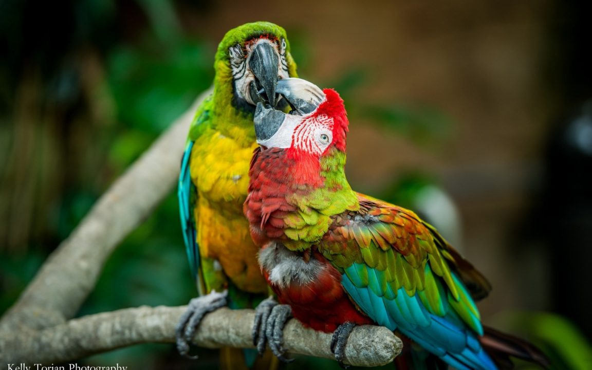 Macaw Wallpapers