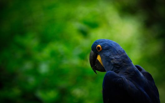 Macaw Wallpapers for Computer
