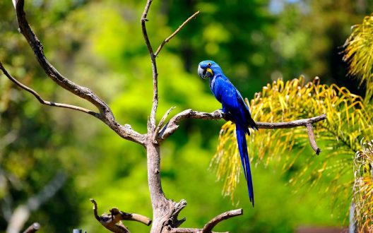 Macaw Windows Wallpapers