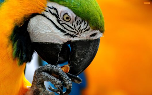 Macaw images