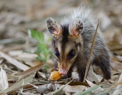 Opossum