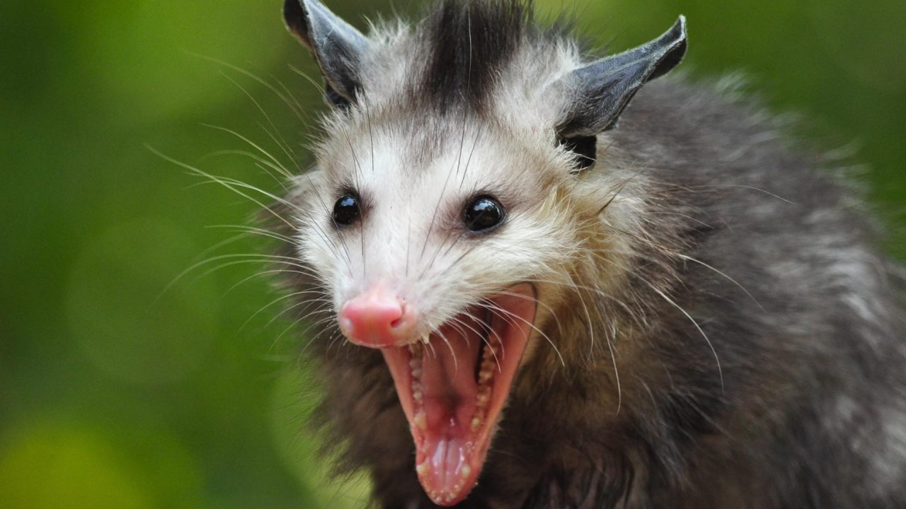 Opossum Computer Wallpapers